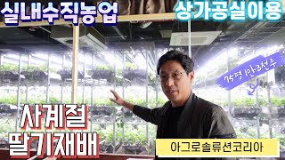 75평에서 1만3천주 딸기재배, 실내수직농업, 상가공실이용딸기재배, 사계절딸기재배가능, 스마트팜과 카페, 세종포시즌베리