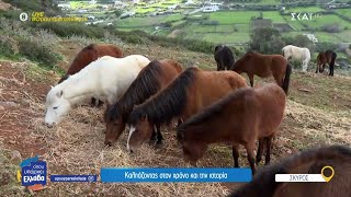 Σκυριανό άλογο, ένας θησαυρός που χάνεται | Όπου Υπάρχει Ελλάδα | 03/03/2025