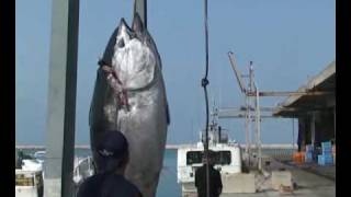 巨大マグロの水揚げ！　石垣島