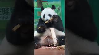 #大熊猫 #大熊猫妹猪 #panda 玩水把自己变成脏脏猪