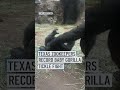 Texas gorilla caught ticking her baby during adorable mother-son moment | NBC4 Washington