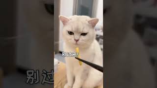 猫：人类为什么都爱吃臭东西？