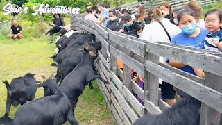 448 Farm in Yuen Long #hongkong #explore #adventure #viral #hkvlog