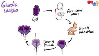 Parasites  Protozoa classification, structure, life cycle