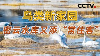 密云水库是如何解决水患发生的？“白衣仙客”又为何会成为这里的“常住客”？20241105 京城水韵4 | CCTV科教《地理·中国》