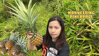 PAG-AANI NG PINYA SA BUNDOK | Harvesting Pineapple | Vlog#294