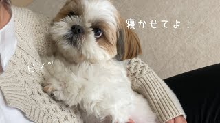 【シーズー】お昼寝は？？？福来の忙しすぎた日。。。【犬Vlog】