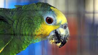 Amaze-wing Facts About The Amazon Parrot For Kids