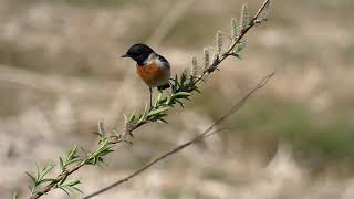 Male Siberian Stonechat in the Summer Plumage