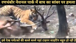 टाइगर ने 26 जनवरी को सांबर पर किया हमला| Tiger Attack In Ranthambore|| #wildlife #animals #viral