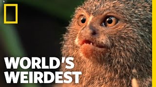 Smallest Monkey Turf War | World's Weirdest