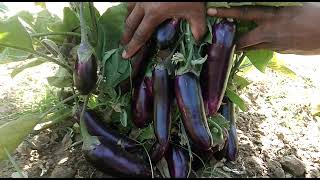 To see a grafted brinjal plant give a considerable yield.