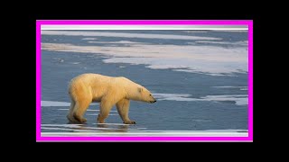Grønlandske fangere får lov at skyde flere isbjørne
