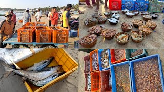 माश्यांचा लिलाव, मालवण | Fish auction Malvan