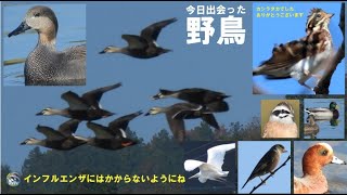 野鳥撮影　インフルエンザにはかからないようにね　兵庫県・北播磨