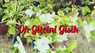 Oh Gitelni Gisik // cover song lyrics  video