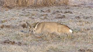 Poranne safari, czyli bliskie spotkania z przyrodą