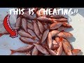 THIS RIG CATCHES SO MANY FISH!! | COMMERCIAL VERMILLION SNAPPER FISHING!!