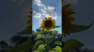 Sunflowers #sunflowers #sunflowerseeds #gardening #flowers  #garden #homegrownflowers