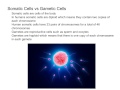 somatic cells vs gametic cells