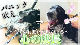 【興奮 吠え】パニックから一変、数分でリラックスへ【半日トレーニング】