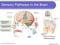 Physiology Chapter 10 Sensory Physiology