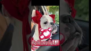 เมื่อฉันต้องตื่นแต่เช้า.....ไปขายของต่างจังหวัด #youtubeshorts #ytshorts #short #dog #petlover