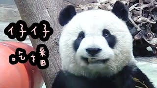 圓仔吃竹葉好認真，突然停止兩秒好可愛|熊貓貓熊The Giant Panda Yuan Yuan and Yuan Bao|台北市立動物園