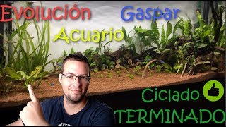 Evolución Acuario 240 litros Plantado Para Un Suscriptor  || AquaTips