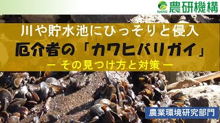 川や貯水池にひっそりと侵入　厄介者の「カワヒバリガイ」－その見つけ方と対策－