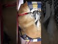 柴犬の寝息