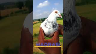 Madrasi Pigeon 🕊️ #madrasi #status