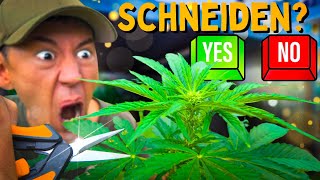 Anbau für Anfänger: Soll ich wirklich schneiden? 😨 Wozu ist Lollipopping oder Topping?