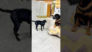 玩的时候有多飘，怂的时候就有多低调 #一坨 #罗威纳 #rottweiler #罗威纳护卫犬 #向威 #向威和一坨 #pets #萌宠