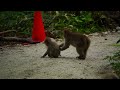 【上高地】猿ハラの瞬間！【ニホンザル】snow monkey are being bullied