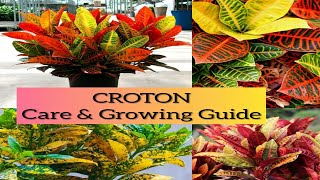 Croton Plant | தமிழ் | Care & Maintenance | Tamil