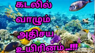 கடலில் வாழும் அதிசய உயிரினம்..