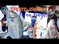 Micro Jigging at Pangkor Island | Ketuk Rumah Kerapu