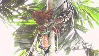 Arecanut picking machine