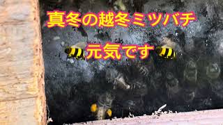 Ｖlog#235 真冬の越冬ミツバチ🐝元気です🐝