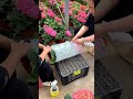 Beautiful Hydrangea Plants #satisfying #shortsvideo