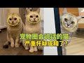 宠物解说：聪明的猫咪都会说话，成精了？