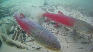 鹿島槍ガーデン メーター越えMonsterイトウ！monster trout