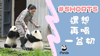 還想再喝一盆奶 | iPanda熊貓頻道 #Shorts