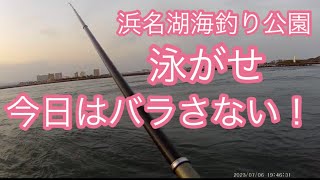 【浜名湖】海釣り公園 泳がせ リベンジ ヒラ シーバス 夕まずめ 狙い #浜名湖 #海釣り公園 #泳がせ #泳がせ釣り #リベンジ #ヒラスズキ #シーバス #夕まずめ #狙い撃ち