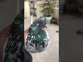 golden tauke mallarajpigeon