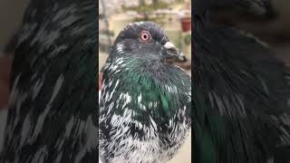 #golden #tauke #mallarajpigeon