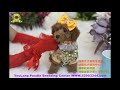 toy poodle teddy bear玩具貴賓犬泰迪熊 855