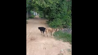 បង្កាត់ពូជឆ្កែ Breeding Dogs