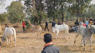 शोहेब पटेल नांदी रणवीर बाघिन कमकासुर और बोरी वाला बैल जोड़ियां